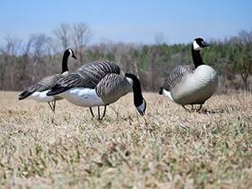 450045 Beavertail Boats And Decoys - Dominator Series Full Body Active 4